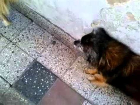 perros cojiendo con mujeres|Mujeres y perros teniendo sexo salvaje caliente